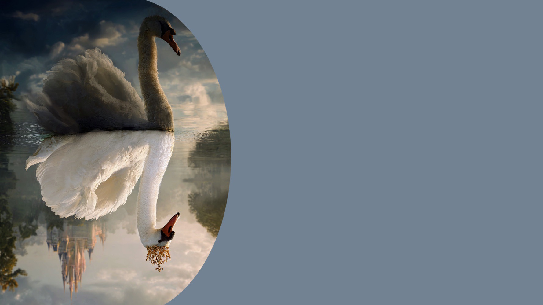 The swan, from ugly duckling to true nature