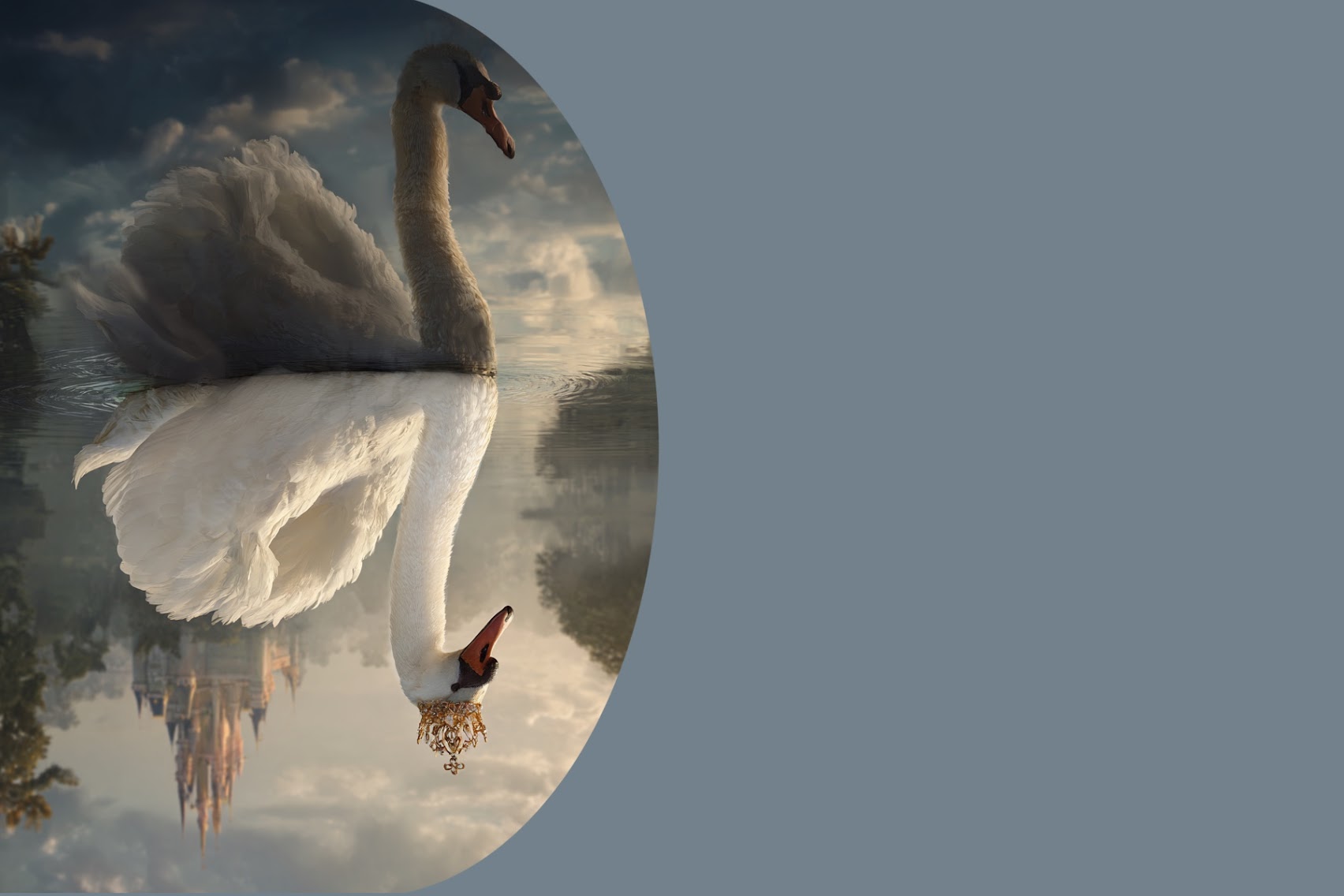 The swan — from ugly duckling to true nature